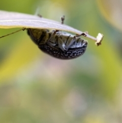 Edusella sp. (genus) at Jerrabomberra, NSW - 2 Jan 2022