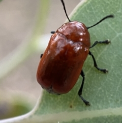 Aporocera (Aporocera) haematodes (A case bearing leaf beetle) at Mount Jerrabomberra QP - 2 Jan 2022 by Steve_Bok