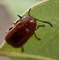 Aporocera (Aporocera) haematodes at Jerrabomberra, NSW - 2 Jan 2022