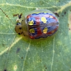 Paropsisterna annularis (A leaf beetle) at Mount Jerrabomberra QP - 2 Jan 2022 by Steve_Bok