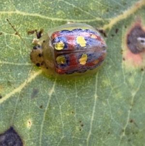 Paropsisterna annularis at Jerrabomberra, NSW - 2 Jan 2022