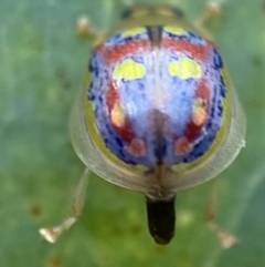 Paropsisterna annularis at Jerrabomberra, NSW - 2 Jan 2022