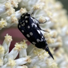 Mordella dumbrelli (Dumbrell's Pintail Beetle) at Jerrabomberra, NSW - 2 Jan 2022 by Steve_Bok