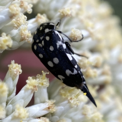 Mordella dumbrelli (Dumbrell's Pintail Beetle) at Jerrabomberra, NSW - 2 Jan 2022 by Steve_Bok