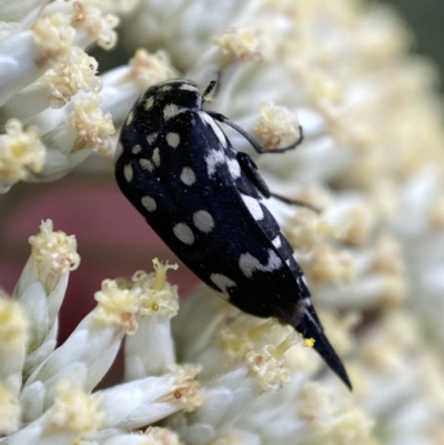 Mordella dumbrelli (Dumbrell's Pintail Beetle) at Jerrabomberra, NSW - 2 Jan 2022 by SteveBorkowskis