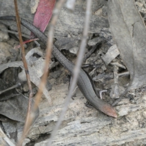 Lampropholis delicata at Jerrabomberra, NSW - 2 Jan 2022