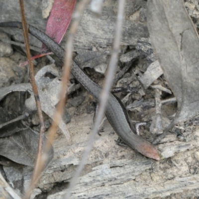 Lampropholis delicata (Delicate Skink) at Jerrabomberra, NSW - 2 Jan 2022 by SteveBorkowskis