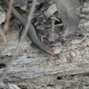 Lampropholis delicata at Jerrabomberra, NSW - 2 Jan 2022