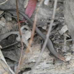 Lampropholis delicata at Jerrabomberra, NSW - 2 Jan 2022