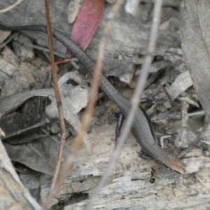 Lampropholis delicata at Jerrabomberra, NSW - 2 Jan 2022