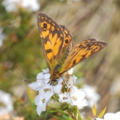 Oreixenica orichora (Spotted Alpine Xenica) at Cotter River, ACT - 31 Dec 2021 by Harrisi