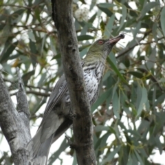 Oriolus sagittatus (Olive-backed Oriole) at Mount Jerrabomberra - 2 Jan 2022 by SteveBorkowskis