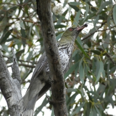 Oriolus sagittatus (Olive-backed Oriole) at Mount Jerrabomberra - 2 Jan 2022 by SteveBorkowskis