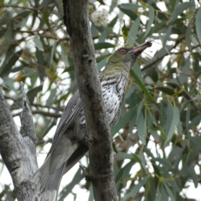 Oriolus sagittatus (Olive-backed Oriole) at Mount Jerrabomberra QP - 2 Jan 2022 by Steve_Bok