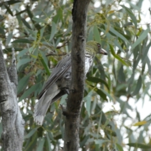 Oriolus sagittatus at Jerrabomberra, NSW - 2 Jan 2022 06:49 PM