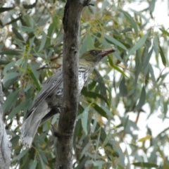 Oriolus sagittatus at Jerrabomberra, NSW - 2 Jan 2022 06:49 PM