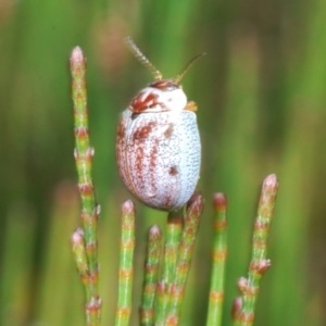 Paropsisterna m-fuscum at Wyanbene, NSW - 30 Dec 2021