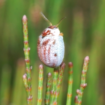 Paropsisterna m-fuscum (Eucalyptus Leaf Beetle) at Wyanbene, NSW - 30 Dec 2021 by Harrisi