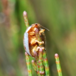 Paropsisterna m-fuscum at Wyanbene, NSW - 30 Dec 2021