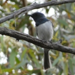 Myiagra rubecula (Leaden Flycatcher) at Mount Jerrabomberra QP - 2 Jan 2022 by Steve_Bok