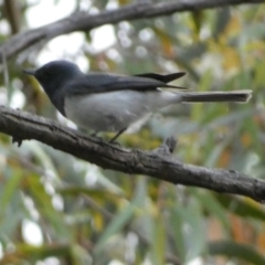 Myiagra rubecula at Jerrabomberra, NSW - 2 Jan 2022