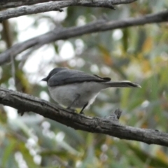 Myiagra rubecula at Jerrabomberra, NSW - 2 Jan 2022