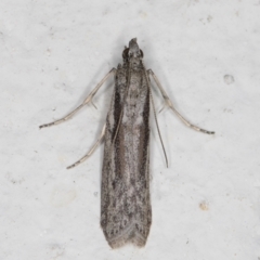 Meyrickiella homosema at Melba, ACT - 28 Oct 2021 11:53 PM