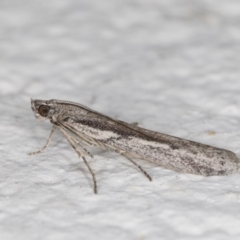 Meyrickiella homosema at Melba, ACT - 28 Oct 2021 11:53 PM