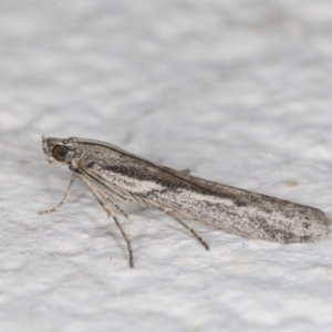 Meyrickiella homosema at Melba, ACT - 28 Oct 2021 11:53 PM