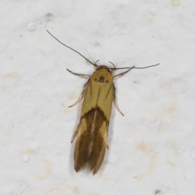 Stathmopoda crocophanes (Yellow Stathmopoda Moth) at Melba, ACT - 28 Oct 2021 by kasiaaus