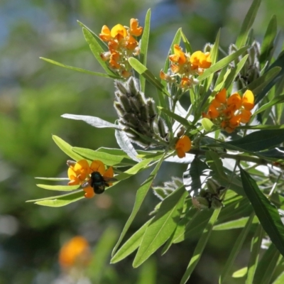 Xylocopa (Lestis) aerata (Golden-Green Carpenter Bee) at ANBG - 1 Jan 2022 by TimL