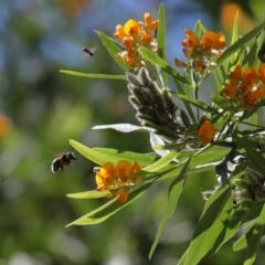 Xylocopa (Lestis) aerata at Acton, ACT - 2 Jan 2022