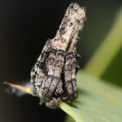 Acroaspis sp. (genus) (Twig Spider) at ANBG - 31 Dec 2021 by TimL