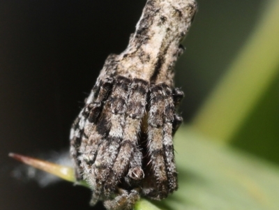 Acroaspis sp. (genus) (Twig Spider) at Acton, ACT - 31 Dec 2021 by TimL