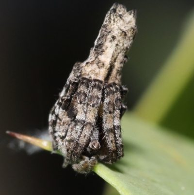 Acroaspis sp. (genus) (Twig Spider) at Acton, ACT - 31 Dec 2021 by TimL