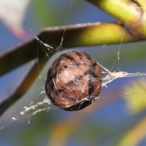 Celaenia excavata at Acton, ACT - 2 Jan 2022