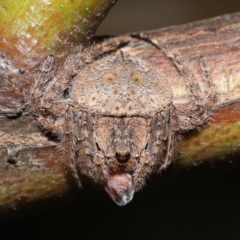 Dolophones sp. (genus) (Wrap-around spider) at Acton, ACT - 2 Jan 2022 by TimL