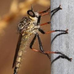Zosteria rosevillensis (A robber fly) at Acton, ACT - 31 Dec 2021 by TimL