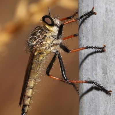 Zosteria rosevillensis (A robber fly) at ANBG - 31 Dec 2021 by TimL
