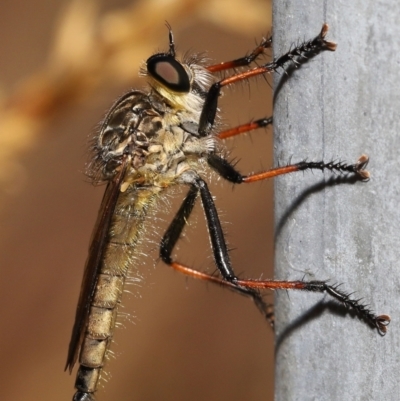 Zosteria rosevillensis (A robber fly) at Acton, ACT - 31 Dec 2021 by TimL