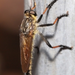 Zosteria rosevillensis at Acton, ACT - 31 Dec 2021 11:50 AM