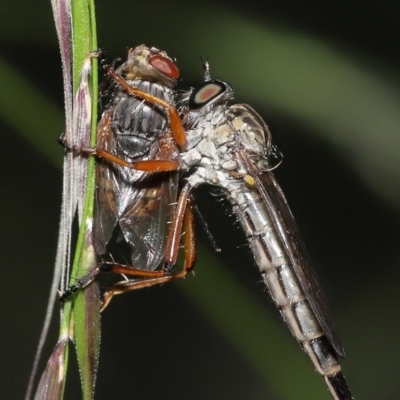 Cerdistus sp. (genus) (Yellow Slender Robber Fly) at Acton, ACT - 31 Dec 2021 by TimL