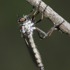 Cerdistus sp. (genus) (Yellow Slender Robber Fly) at ANBG - 31 Dec 2021 by TimL