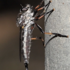 Cerdistus sp. (genus) (Slender Robber Fly) at Acton, ACT - 31 Dec 2021 by TimL