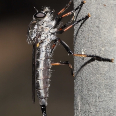 Cerdistus sp. (genus) (Yellow Slender Robber Fly) at ANBG - 31 Dec 2021 by TimL