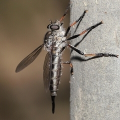 Cerdistus sp. (genus) at Acton, ACT - 31 Dec 2021