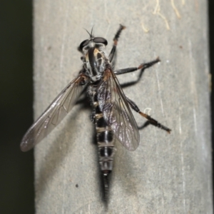 Cerdistus sp. (genus) at Acton, ACT - 31 Dec 2021