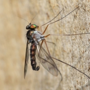 Heteropsilopus sp. (genus) at Acton, ACT - 31 Dec 2021