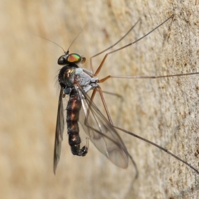 Heteropsilopus sp. (genus) (A long legged fly) at ANBG - 31 Dec 2021 by TimL