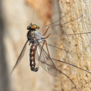 Heteropsilopus sp. (genus) at Acton, ACT - 31 Dec 2021